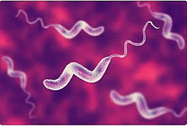 Campylobacter