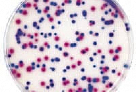 Chromogenic Media