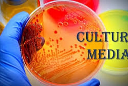 Culture Media