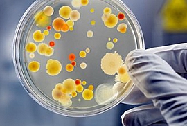 Bacteriology/Mycology