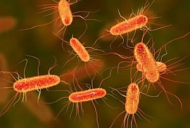 Escherichia coli O157:H7