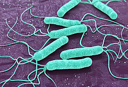 Helicobacter pylori