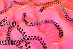 Leptospira 