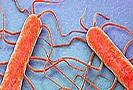 Listeria monocytogenes & Listeria spp.