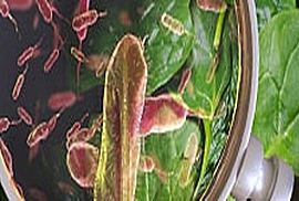 Other Microorganisms