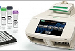 PCR Amplification