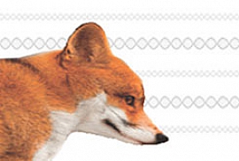 Rabies Testing