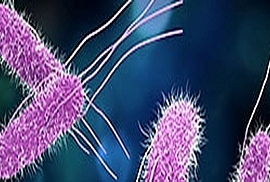 Salmonella spp.