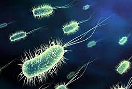 Salmonella enterica subsp. enterica serovar Typhimurium derived from ATCC® 14028™