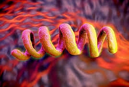 Syphilis
