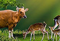 Veterinary Diagnostics